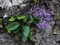 Trachelium caeruleum 4, Halsbloem, Saxifraga-Ed Stikvoort